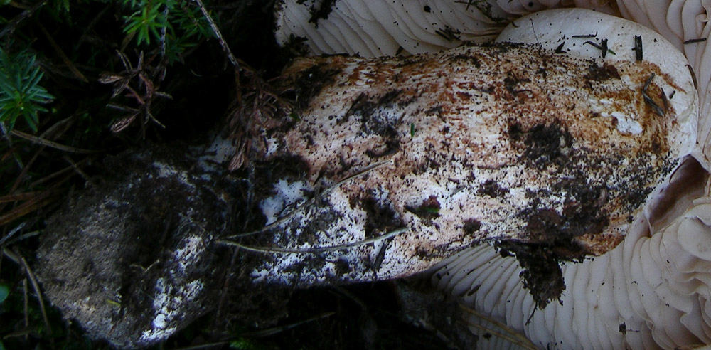 Indovina indovinello cosa metto nel cestello.....